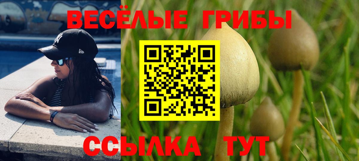 Псилоцибиновые грибы Cubensis Ковров